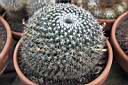 MAMMILLARIA SEMPERVIVI.jpg
